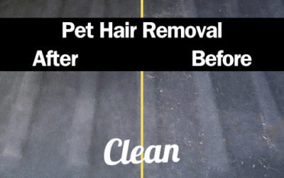 Pet Hair Removal in Utah: 7 Car Cleaning Tips Every Pet Owner Needs